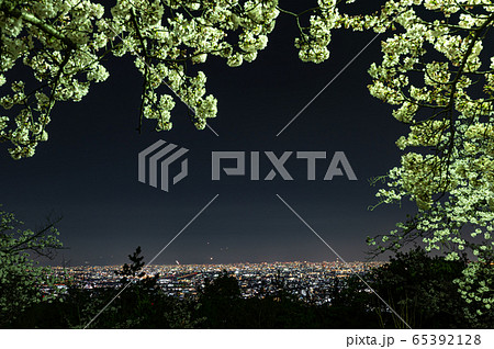 夜桜と大阪の夜景、宝塚中山桜台公園から 65392128