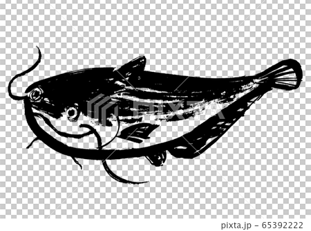 なまず 水彩画のイラスト素材 65392222 Pixta