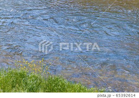 河原に咲く菜の花 65392614