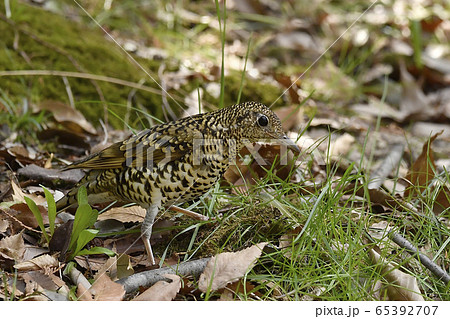 トラツグミ 鵺 トラツグミ 鵺 65392707
