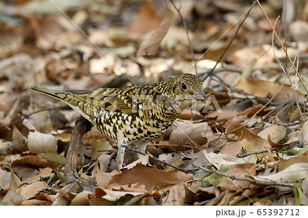 ミミズを食べるトラツグミ　鵺 65392712