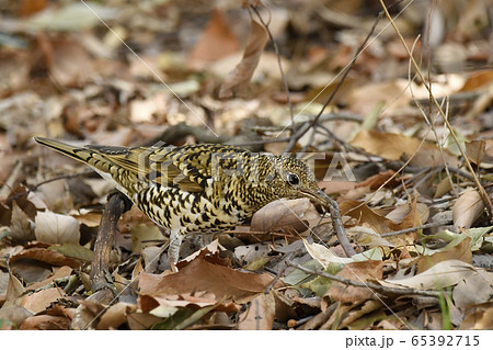ミミズを食べるトラツグミ 鵺 ミミズを食べるトラツグミ 鵺 65392715