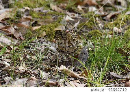 トラツグミ　鵺 65392719