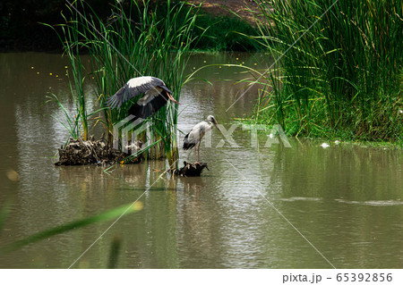 Asian openbill, Anastomus oscitans 65392856