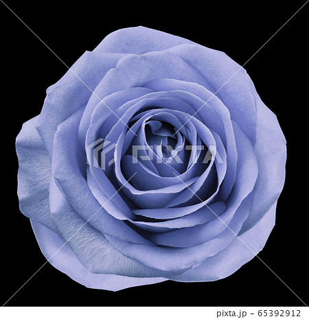 Light blue  flower rose  on black isolated 65392912