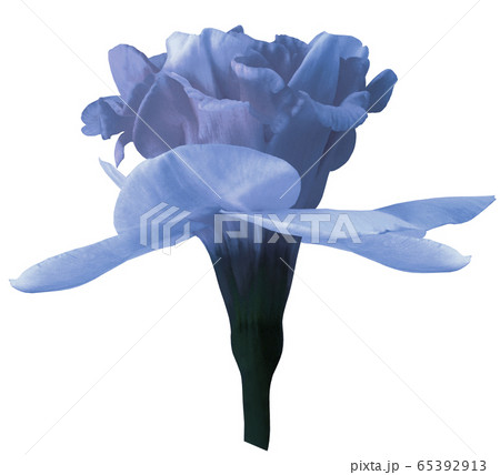 Narcissus blue flower isolated on white background 65392913