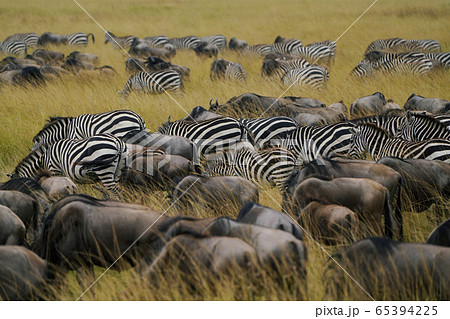 ヌーとシマウマ ヌーとシマウマ 65394225