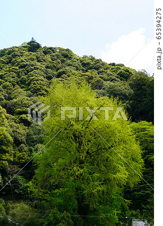 長谷寺　ぼたん　奈良県 65394275