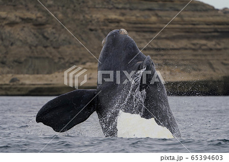 ミナミセミクジラ ミナミセミクジラ 65394603