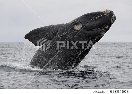 ミナミセミクジラ 65394608