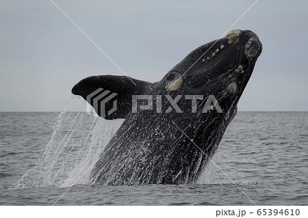 ミナミセミクジラ ミナミセミクジラ 65394610