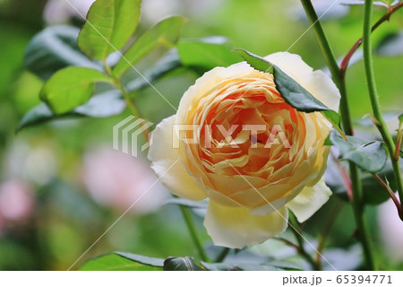 薔薇 65394771