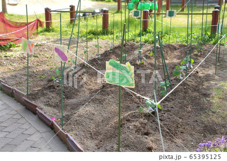 保育園の園庭に造られた菜園 保育園の園庭に造られた菜園 65395125
