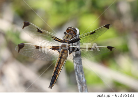 ベッコウトンボ 65395133