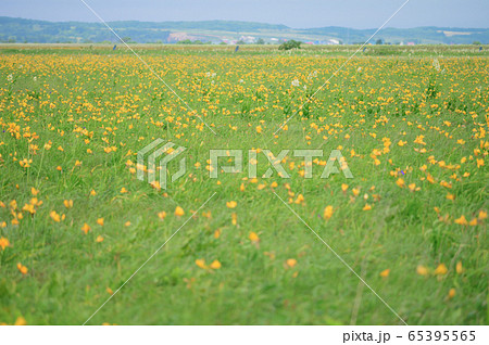 サロベツ原野 65395565