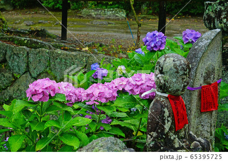 矢田寺 あじさい 奈良県 矢田寺 あじさい 奈良県 65395725