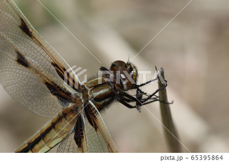 ベッコウトンボ ベッコウトンボ 65395864