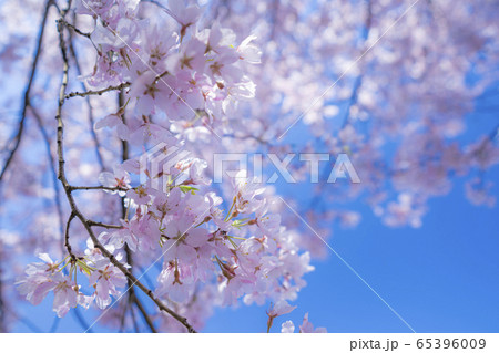 立府の桜 65396009