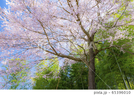 立府の桜 65396010