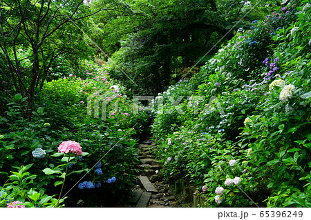 矢田寺　あじさい　奈良県 65396249