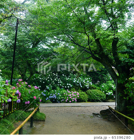 矢田寺 あじさい 奈良県 矢田寺 あじさい 奈良県 65396280