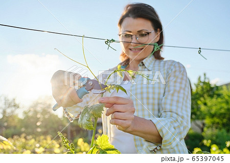 Spring summer garden work in vineyard. Mature woman working with pruner scissors with grapes bushes Spring summer garden work in vineyard. Mature woman working with pruner scissors with grapes bushes 65397045