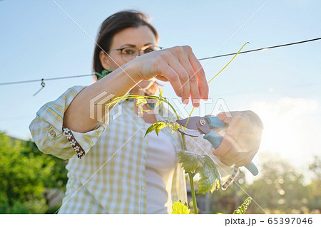 Spring outdoor portrait of mature woman working in vineyard, female with pruner forms grape bushes Spring outdoor portrait of mature woman working in vineyard, female with pruner forms grape bushes 65397046