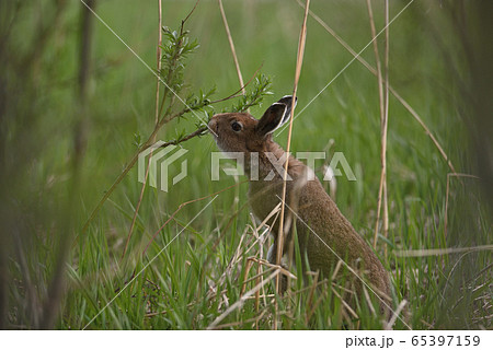 ユキウサギ75(北海道) ユキウサギ75(北海道) 65397159