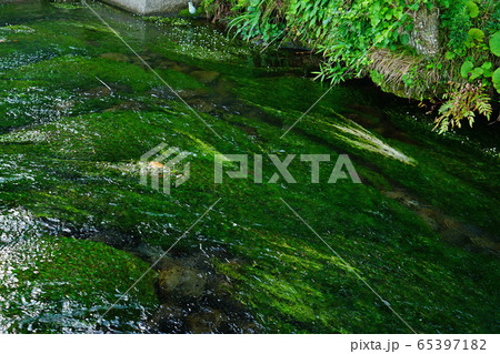 丸池様 山形県 観光地 丸池様 山形県 観光地 65397182