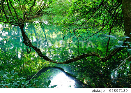 丸池様 山形県 観光地 丸池様 山形県 観光地 65397189