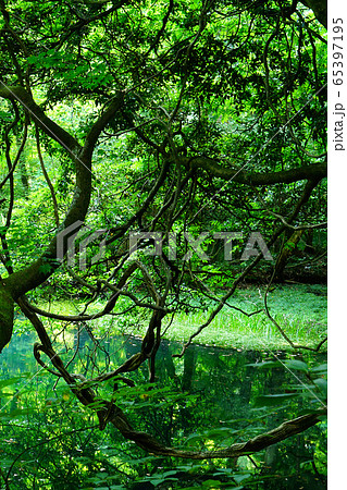 丸池様　山形県　観光地 65397195