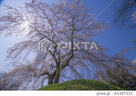 麻績の里 石塚桜 麻績の里 石塚桜 65397322