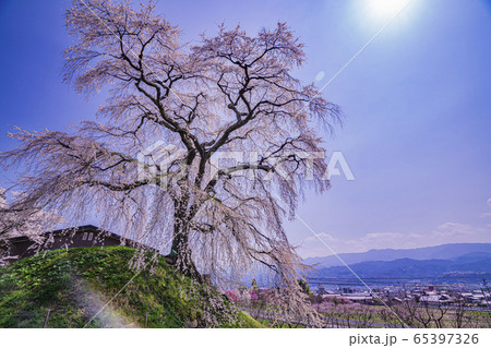 麻績の里 石塚桜 麻績の里 石塚桜 65397326