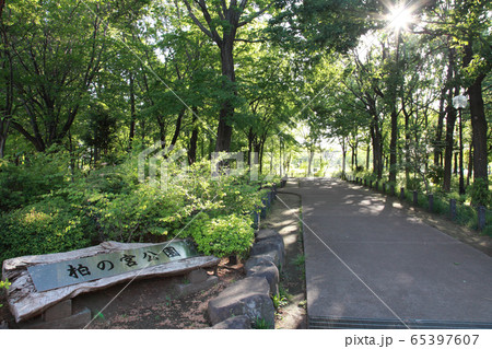 柏の宮公園 65397607