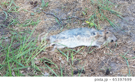 Dead muskrat lying in the grass Dead muskrat lying in the grass 65397699