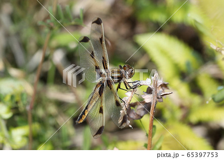 ベッコウトンボ ベッコウトンボ 65397753