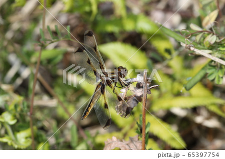 ベッコウトンボ 65397754