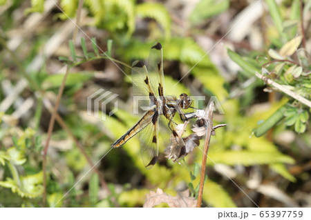 ベッコウトンボ ベッコウトンボ 65397759