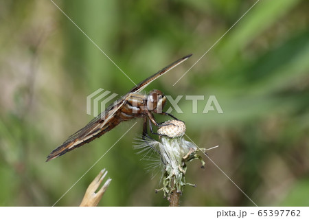 ベッコウトンボ ベッコウトンボ 65397762