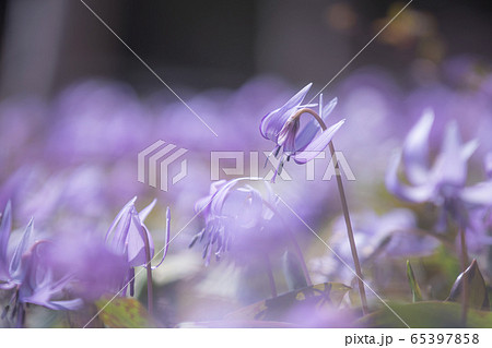 カタクリの花 カタクリの花 65397858