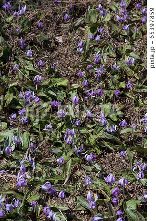 カタクリの花 カタクリの花 65397859