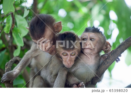 可愛いサル 可愛いサル 65398020