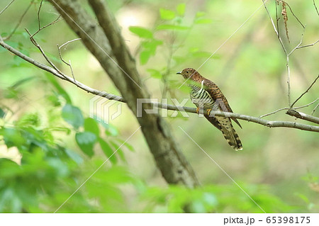 ツツドリ赤 ツツドリ赤 65398175