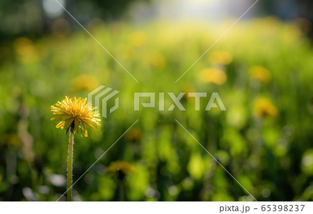 Field dandelion close up on a blurred background. Field dandelion close up on a blurred background. 65398237