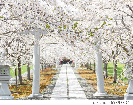 北海道の桜風景 白い鳥居と桜のトンネルの写真素材