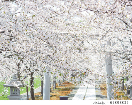 北海道の桜風景 白い鳥居と桜のトンネルの写真素材