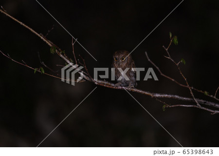 コノハズク②(北海道) コノハズク②(北海道) 65398643