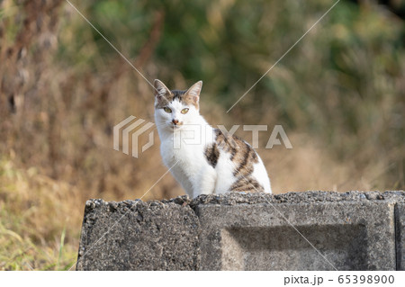 猫11 猫11 65398900