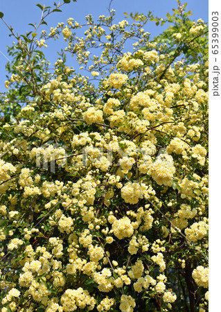 モッコウバラ（木香薔薇） 65399003