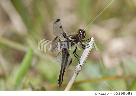 ベッコウトンボ ベッコウトンボ 65399093